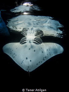 Another manta reflection by Taner Atilgan 